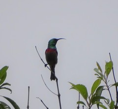 Cinnyris chalybeus subalaris