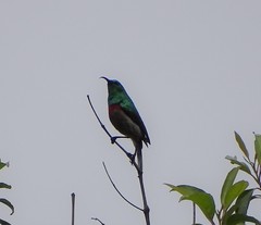 Cinnyris chalybeus subalaris