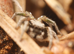 Habronattus cuspidatus