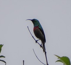 Cinnyris chalybeus subalaris