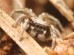 Habronattus cuspidatus