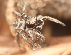 Habronattus festus