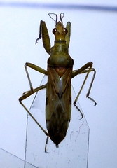 Nabis pallidus