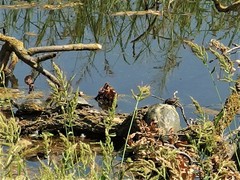 Trachemys scripta elegans