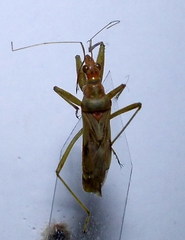 Nabis pallidus