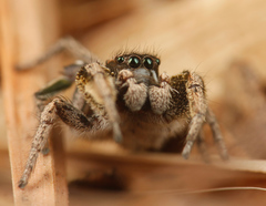 Habronattus festus