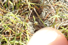 Isolepis basilaris