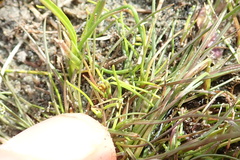 Isolepis basilaris
