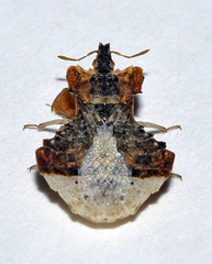 Phymata monstrosa