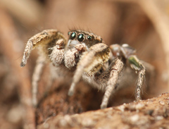 Habronattus festus