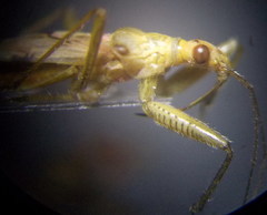 Nabis pallidus