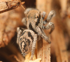 Habronattus festus