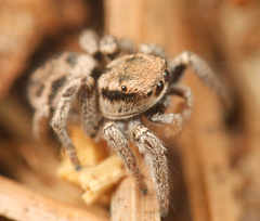 Habronattus festus