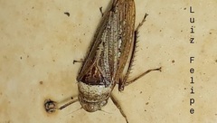 Sordana sordida