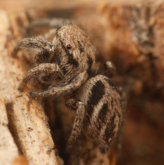 Habronattus festus