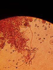 Leucogyrophana mollusca