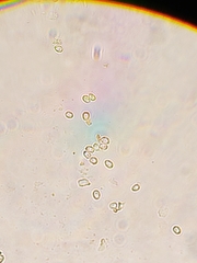 Leucogyrophana mollusca