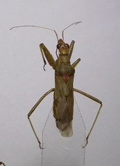 Nabis pallidus