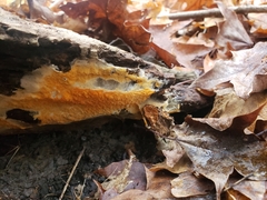 Leucogyrophana mollusca