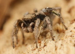 Habronattus festus
