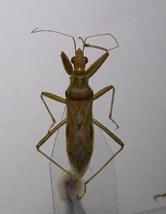 Nabis pallidus