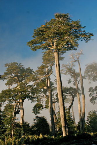 Dombey's Beech