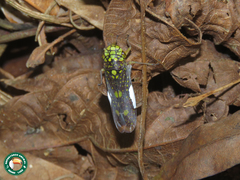 Molomea magna