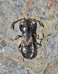 Piezoscelis staphylinus