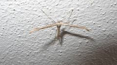 Emmelina monodactyla