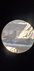 Agelaius phoeniceus
