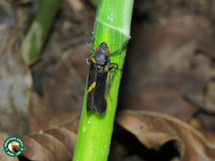 Cicciana obliqua