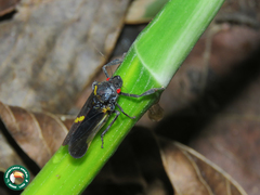 Cicciana obliqua