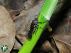 Cicciana obliqua
