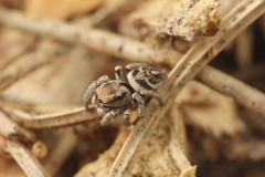 Habronattus festus