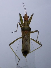 Nabis pallidus