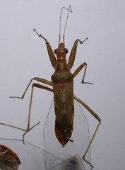 Nabis pallidus