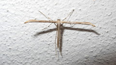 Emmelina monodactyla