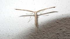 Emmelina monodactyla