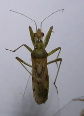 Nabis pallidus