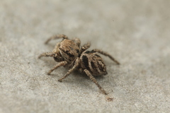 Habronattus festus