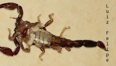 Bothriurus araguayae