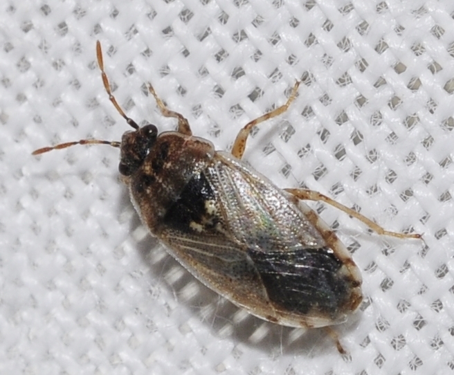 Platyplax inermis