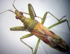 Nabis pallidus