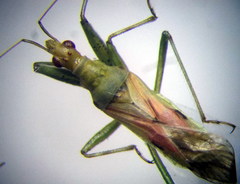 Nabis pallidus