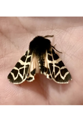 Apantesis nevadensis