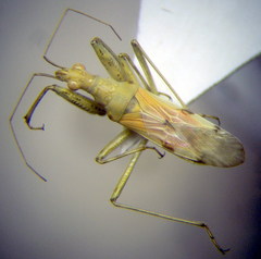 Nabis pallidus