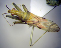 Nabis pallidus