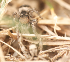 Habronattus cuspidatus