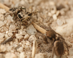 Habronattus cuspidatus