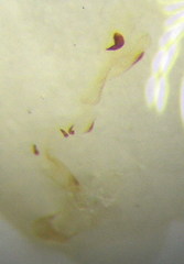 Nabis pallidus